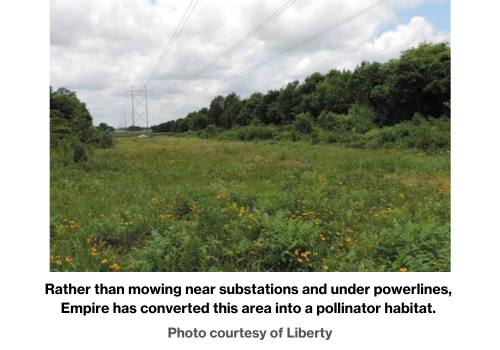 Rather than mowing near substations and under powerlines, Empire has converted this area into a pollinator habitat.